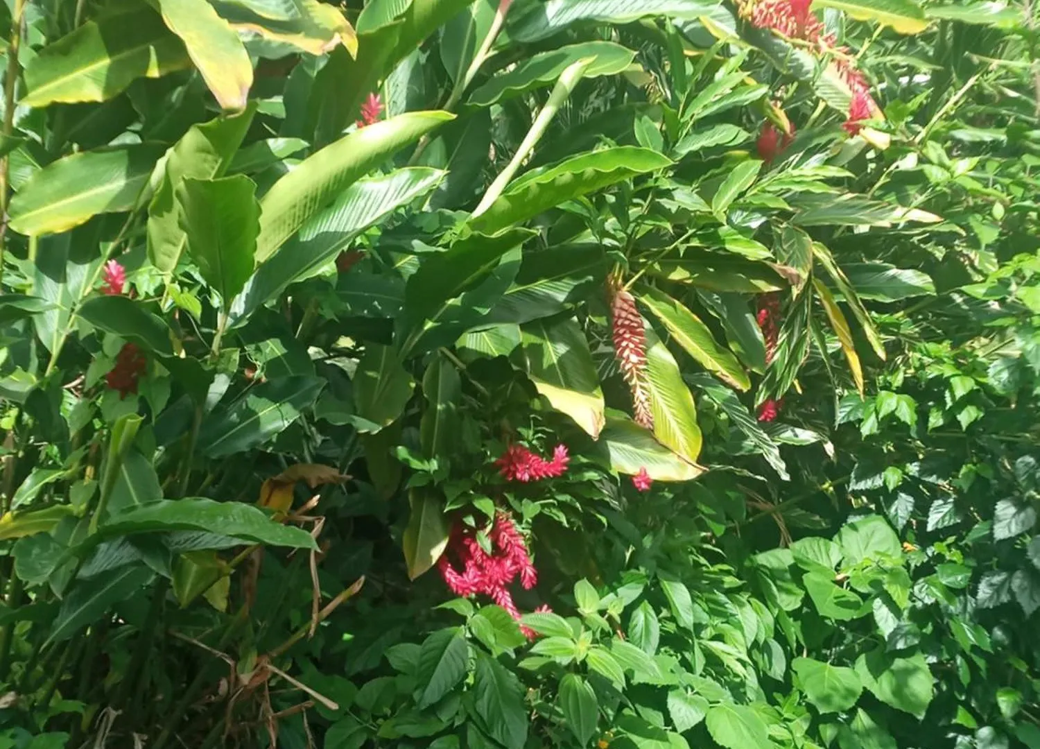 Berkey'S Jungle Paradise Resort Roseau