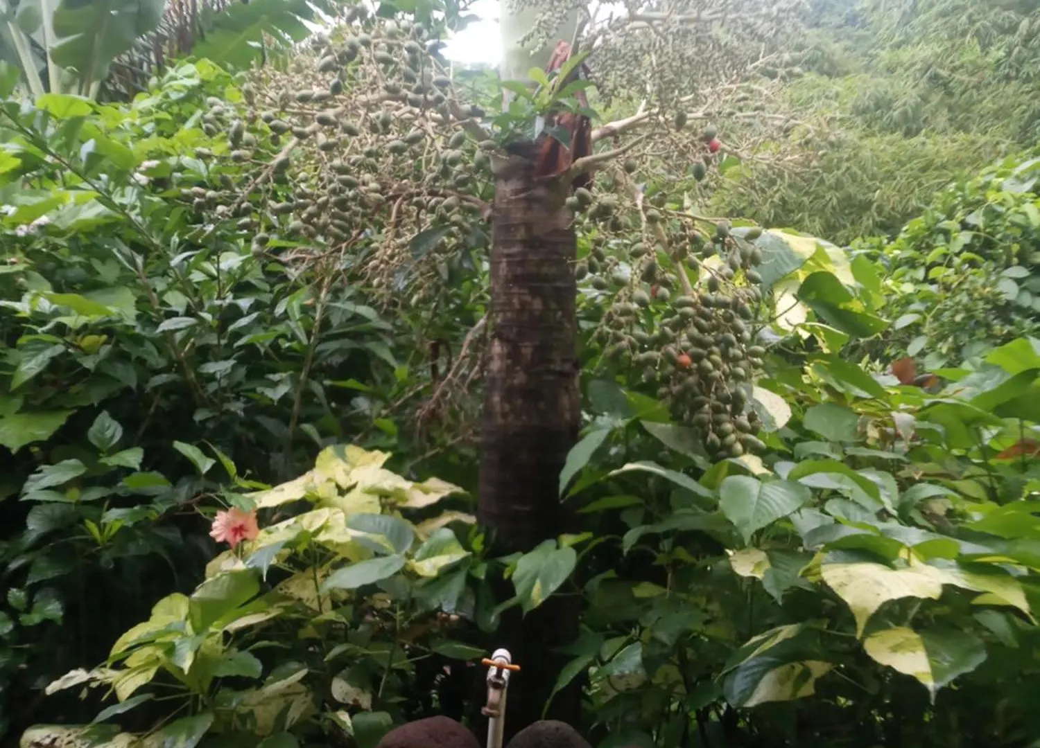 Berkey'S Jungle Paradise Resort Roseau
