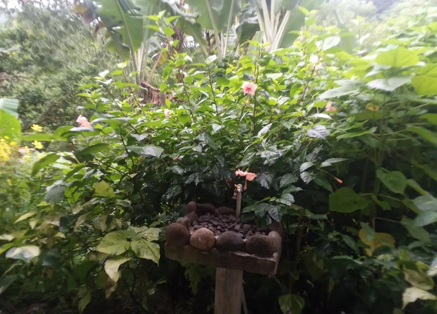 Berkey'S Jungle Paradise Resort Roseau 0*,